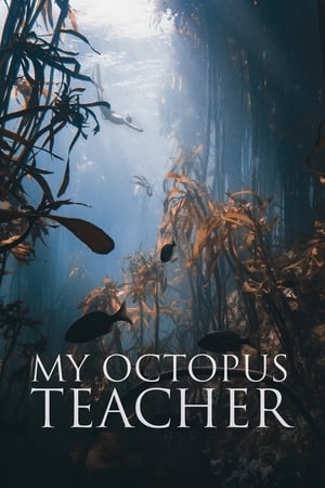 My Octopus Teacher - gdzie obejzeć online